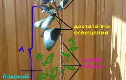 Ficus recolta