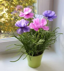 Ce a planta Anemone Ce a planta Anemone