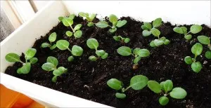 Ce a planta Anemone Ce a planta Anemone