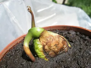 Noi creștem mango acasă Noi creștem mango acasă
