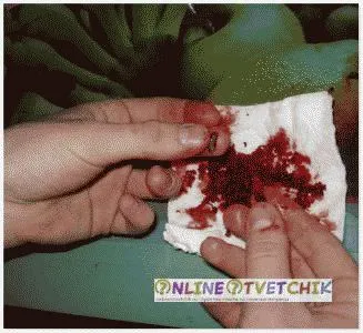 Narghileaua condimentată