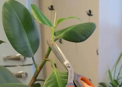 Ficus recolta