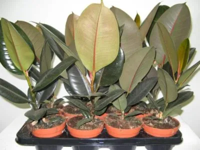 Ficus recolta