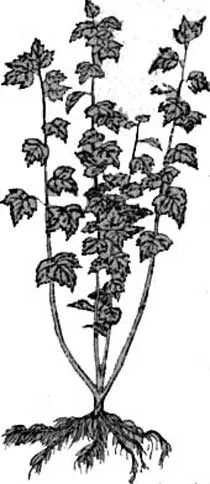 răsaduri de coacaze