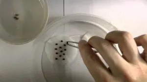 Cum să germineze kanoplya Cum să germineze kanoplya