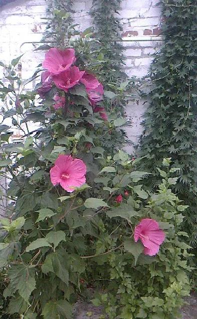Cum se propaga Hibiscus