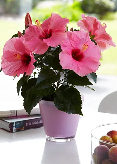 Cum se propaga Hibiscus
