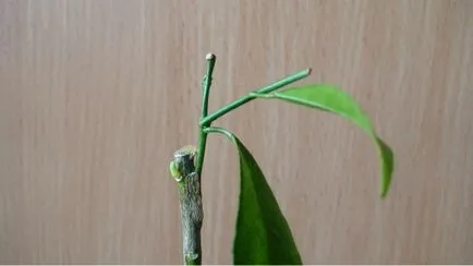 Cum să planteze acasă o mandarina