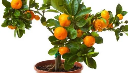 Cum să planteze acasă o mandarina Cum să planteze acasă o mandarina