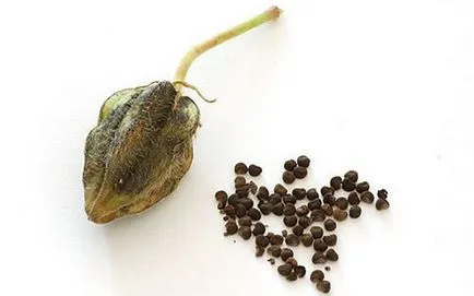 Cum se propaga Hibiscus