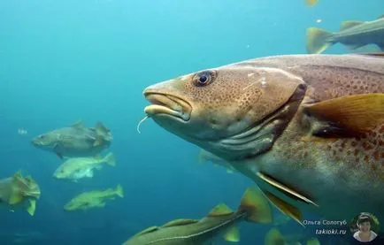 Cum de a găti cod Cum de a găti cod