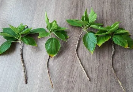 Cum se propaga Hibiscus