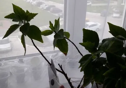Cum se propaga Hibiscus