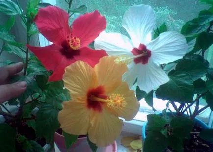 Cum se propaga Hibiscus