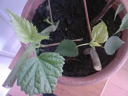 Cum se propaga Hibiscus