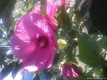 Cum se propaga Hibiscus