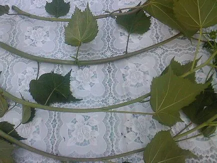 Cum se propaga Hibiscus