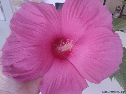 Cum se propaga Hibiscus