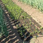 Cum de a planta patrunjel