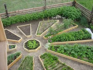 Cum de a planta patrunjel