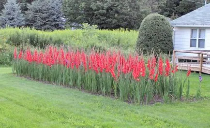 Ce plantat gladiole