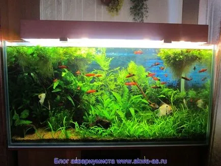 Cum să Sifon Aquarium Cum să Sifon Aquarium