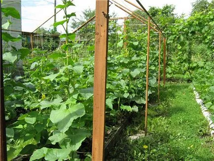Ce este un spalier pentru castraveți Ce este un spalier pentru castraveți