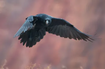 Ce să se hrănească corbilor tineri Ce să se hrănească corbilor tineri