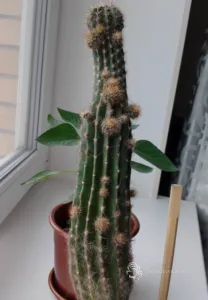 Așa cum am un cactus