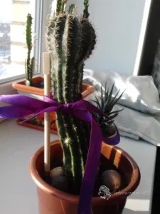 Așa cum am un cactus