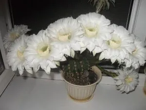 Așa cum am un cactus