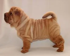 Cum să aibă grijă de Sharpey Cum să aibă grijă de Sharpey
