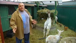 Îngrijire și întreținere caprine Îngrijire și întreținere caprine