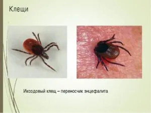 Se pare ca căpușe pe cap