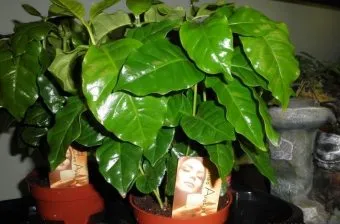 de îngrijire la domiciliu arabica Cafea