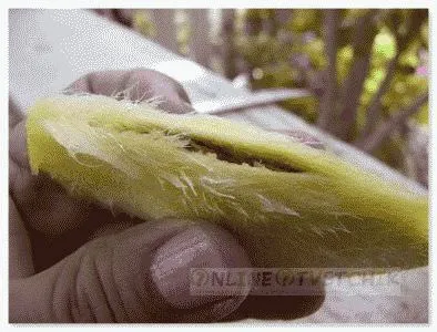 Noi creștem mango acasă