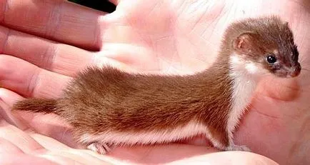 Că weasels mănâncă