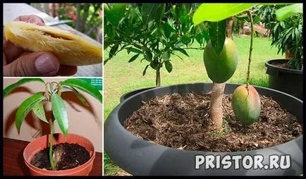 Noi creștem mango acasă