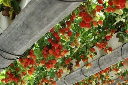 Cultivarea plantelor de căpșun în cutii