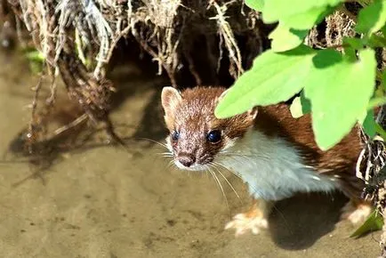Că weasels mănâncă