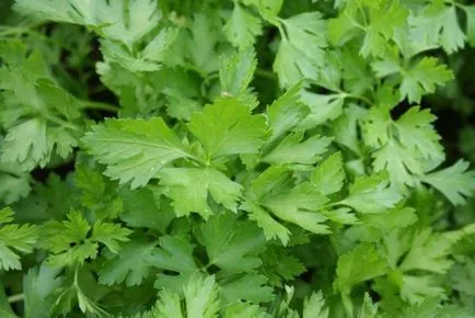 Cum de a planta patrunjel Cum de a planta patrunjel