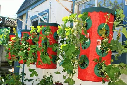 Cultivarea plantelor de căpșun în cutii