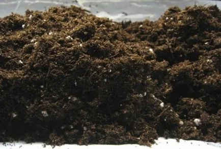 Cum să crească semințe de Phlox