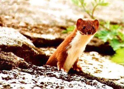 Că weasels mănâncă