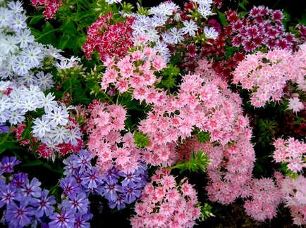 Cum să crească semințe de Phlox