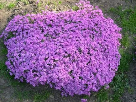 Cum să crească semințe de Phlox