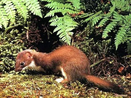 Că weasels mănâncă