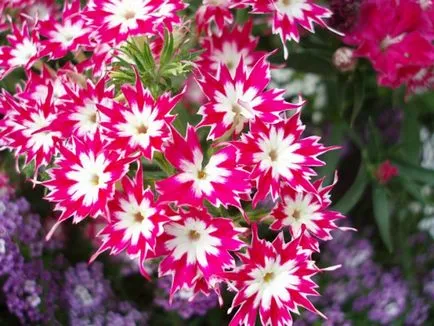 Cum să crească semințe de Phlox