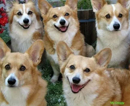 zâmbet câine zâmbet câine