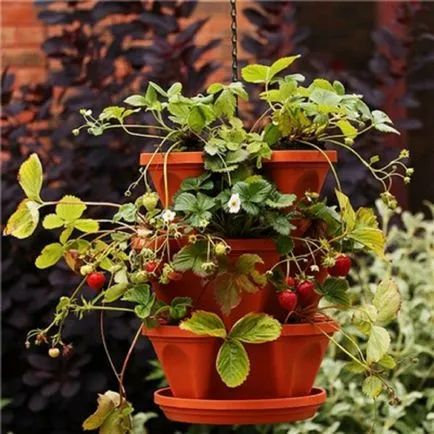 Cultivarea plantelor de căpșun în cutii